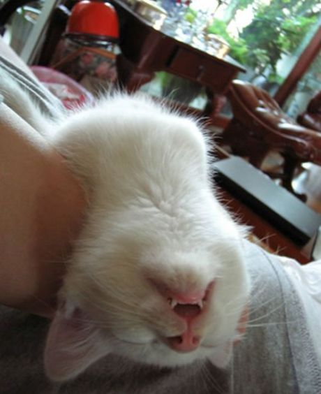 Passed out cat