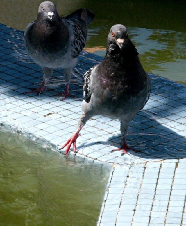 Pigeon checking out the water