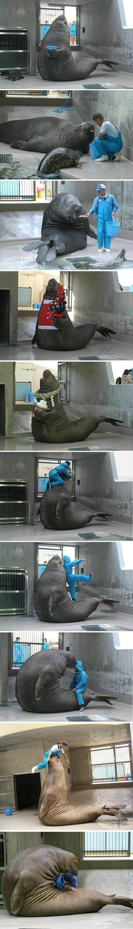 Playing with the walrus