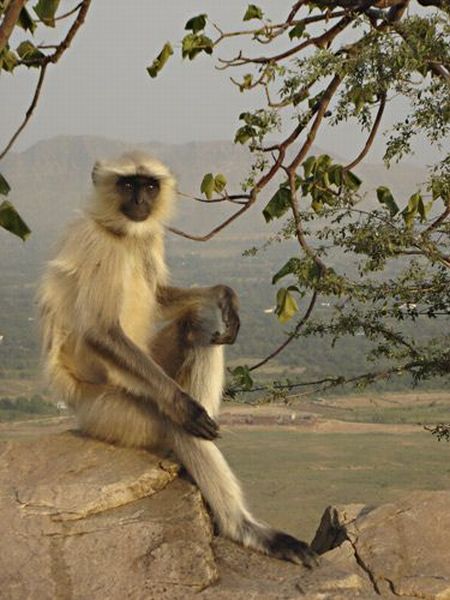 Posing langur