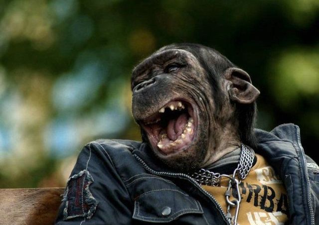 Punk chimp
