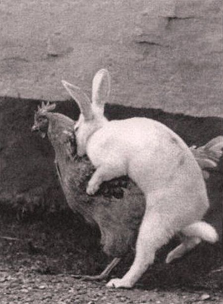 Rabbit doing a chicken