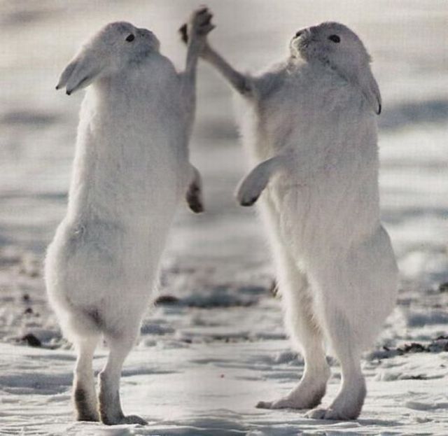 Rabbit high five