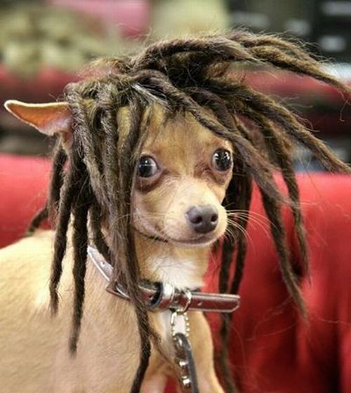 Rasta chihuahua