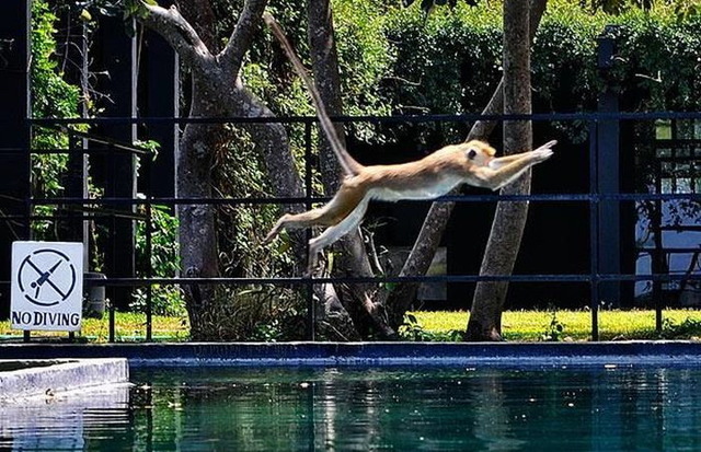 Rebel monkey