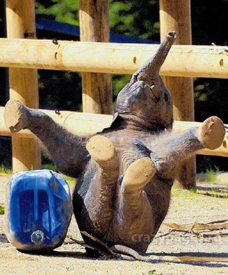 ROFL elephant