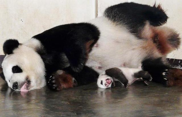 ROFL pandas