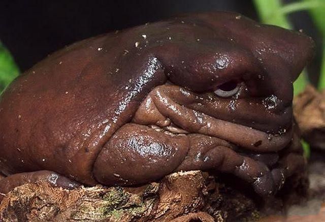 Sad toad is sad