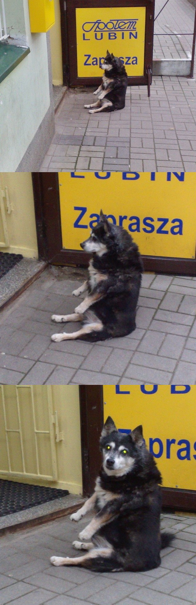 Sitting dog