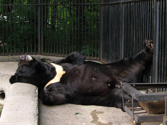Sleeping bear