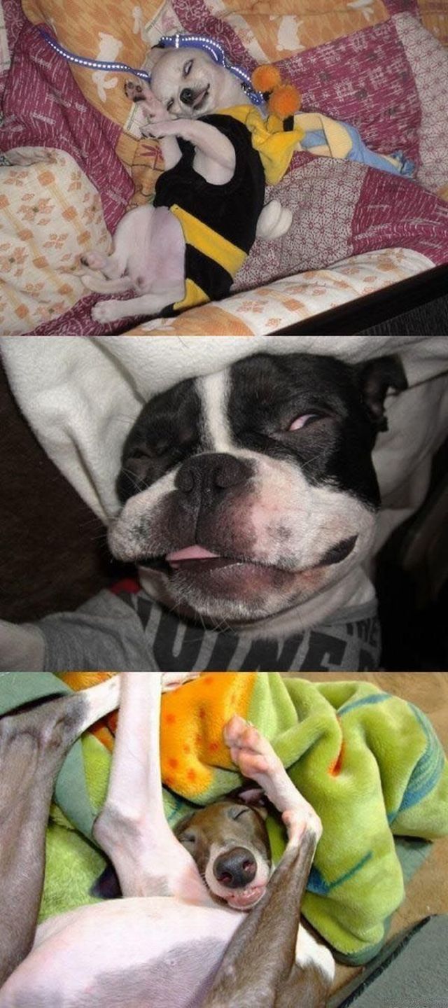 Sleeping puppies