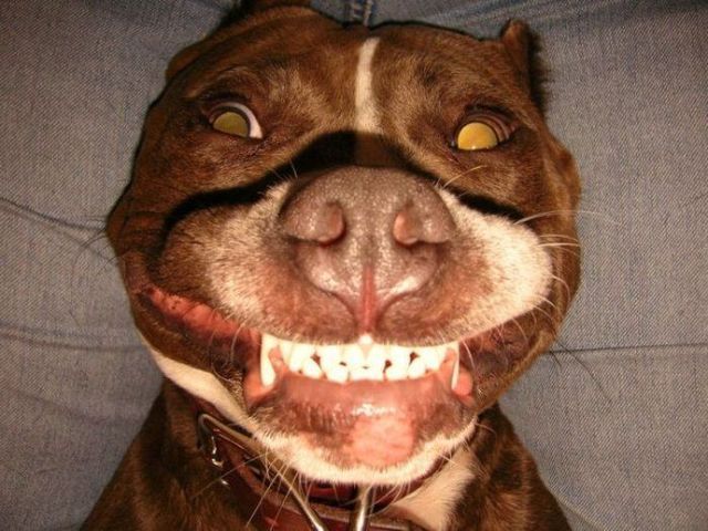 Smiling pit bull