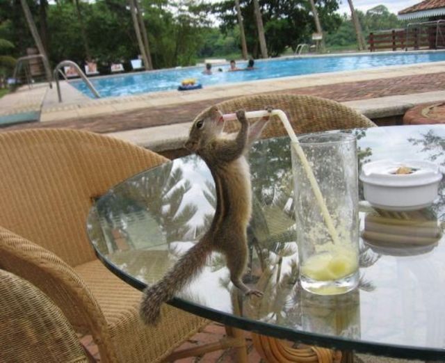Squirrel stealing juice