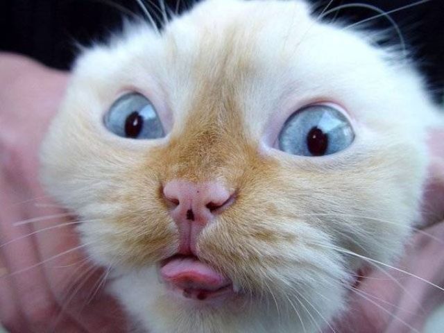 Stick  your tongue out