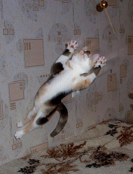 Supercat