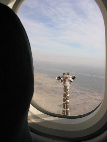 Tall giraffe