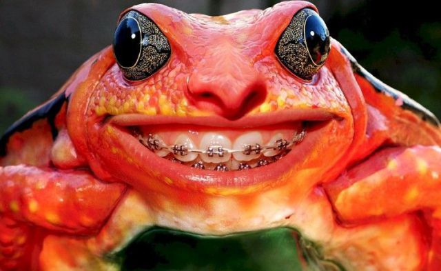 big teeth smile. Teeth bracket frog