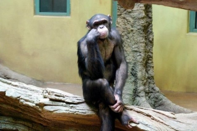 Thinking chimp