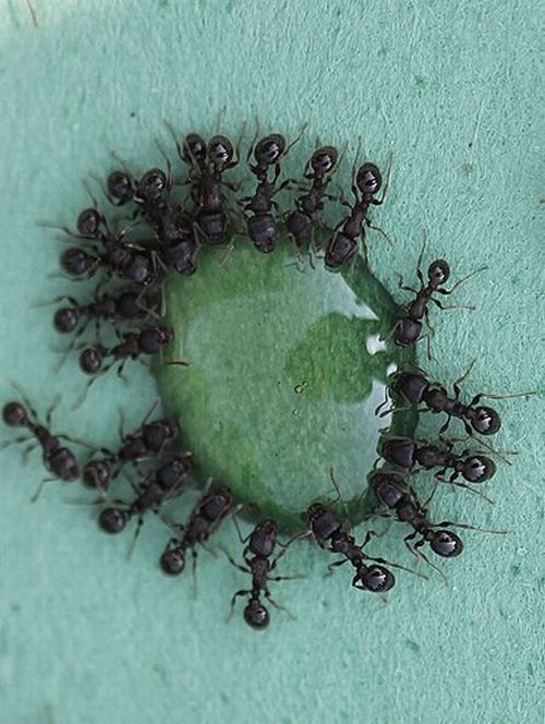 Thirsty ants