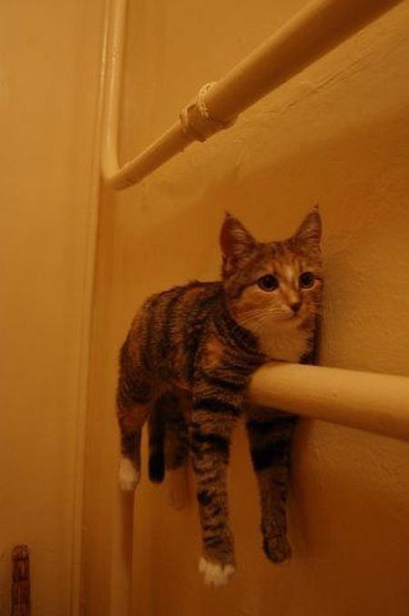 Warming cat