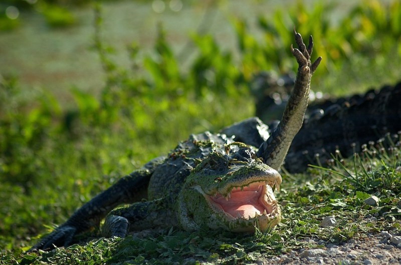 [[image: waving-alligator-big.jpg from www.roflzoo.com]]