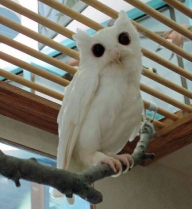 White owl