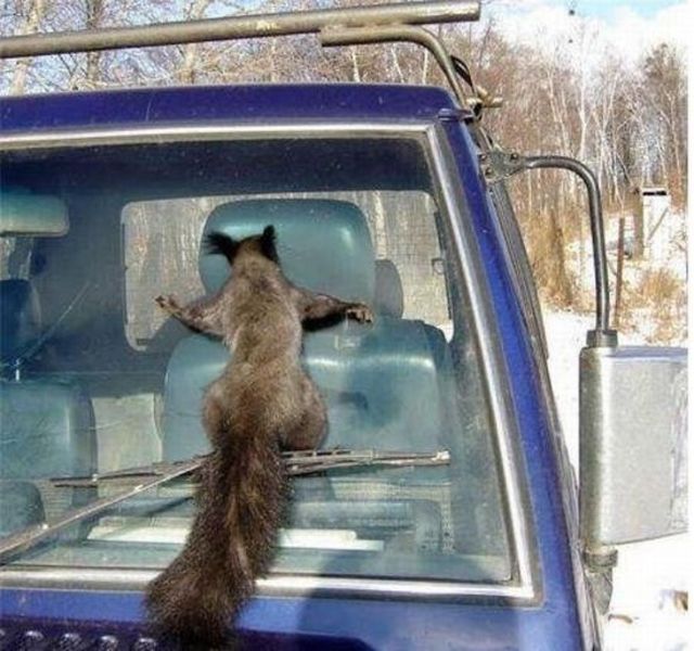 Windshield squirrel