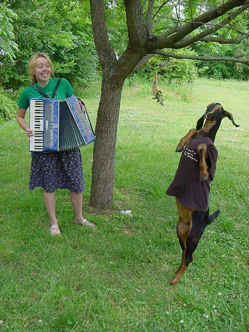 Yodel-Ay-Ee-Oooo