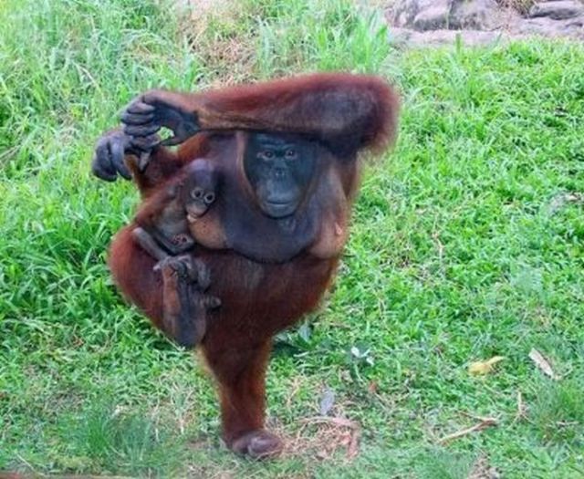 Monkey Funny Animals Monkey Funny Animals