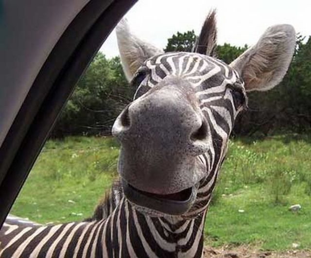 Zebra grimace