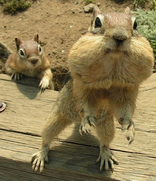 Zombie squirrels