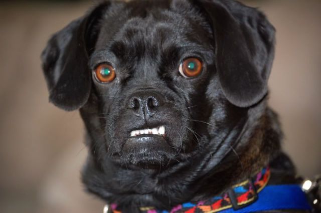 Angry dog