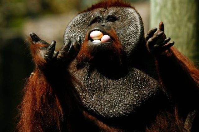 Ape eating eggs