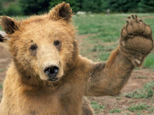 [Image: bear-high-five.jpg]