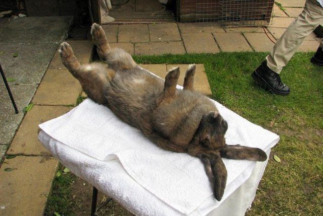 Big bunny is ready for massage