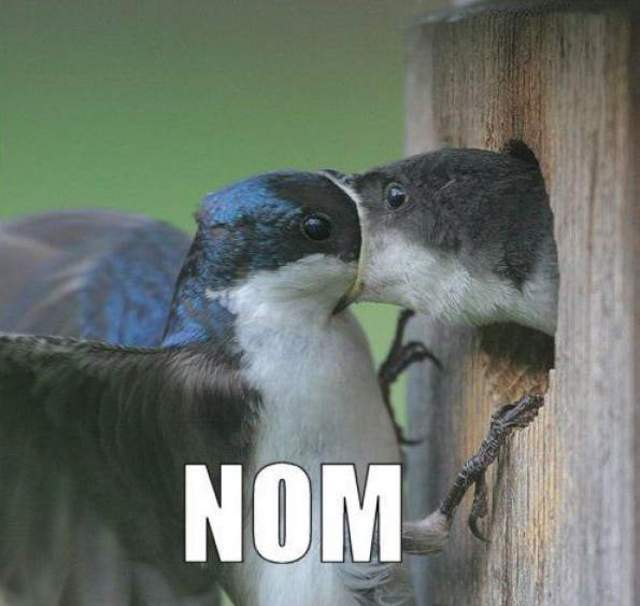 bird-om-nom-nom.jpg