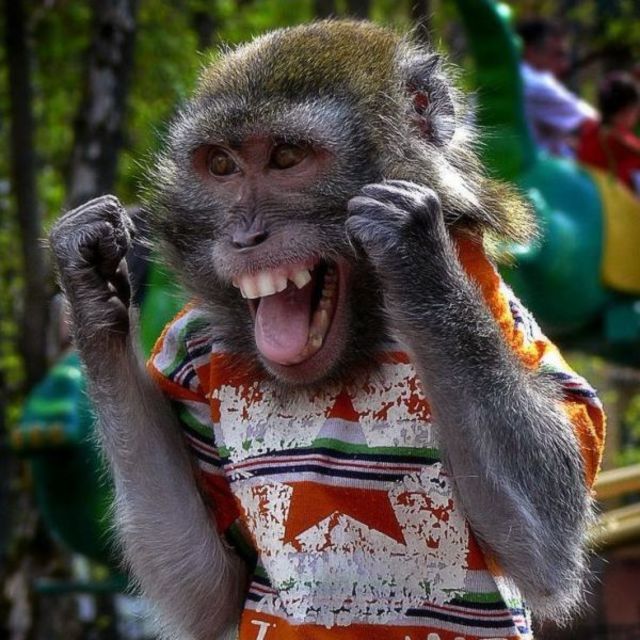 Boxing monkey