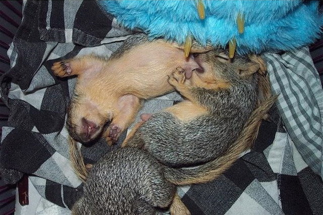 Breastfeeding fail
