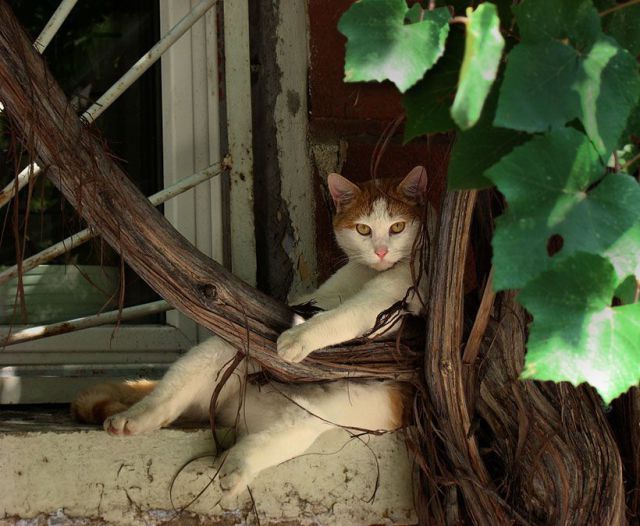 Cat chilling in the window