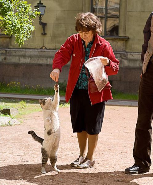 Cat taking food