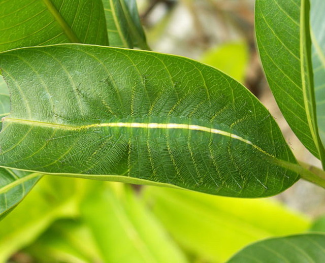 Caterpillar camouflage