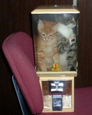 Cats in a a blender