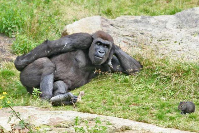 Chilling gorilla lloking at mouse