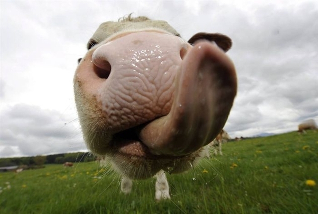 Cow lick