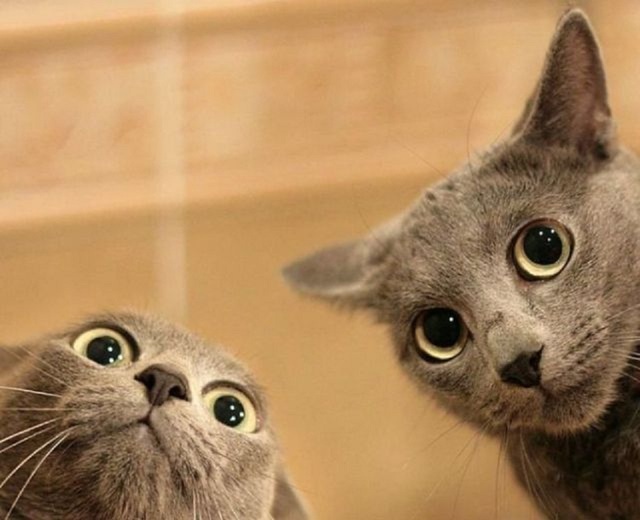 Curious cats