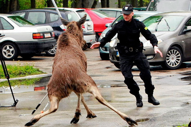 Dancing with the moose