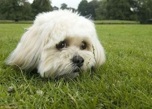 Dog head in the grass