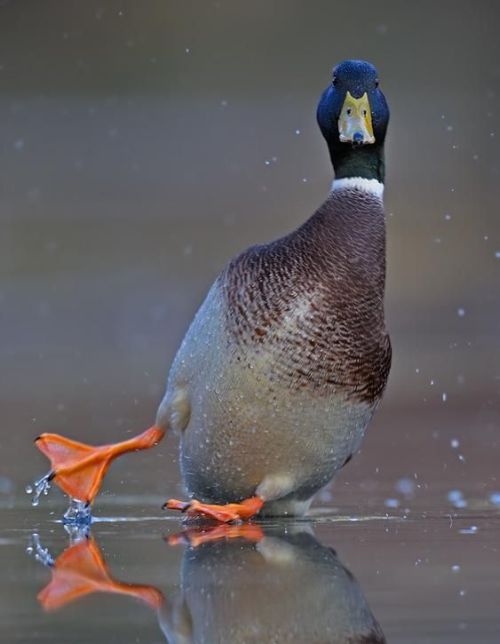 Duck on water