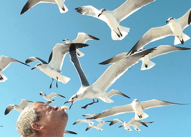 Feeding the seaguls