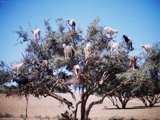 Goat tree